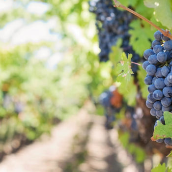 About Belle Fiore Vineyard and Winery